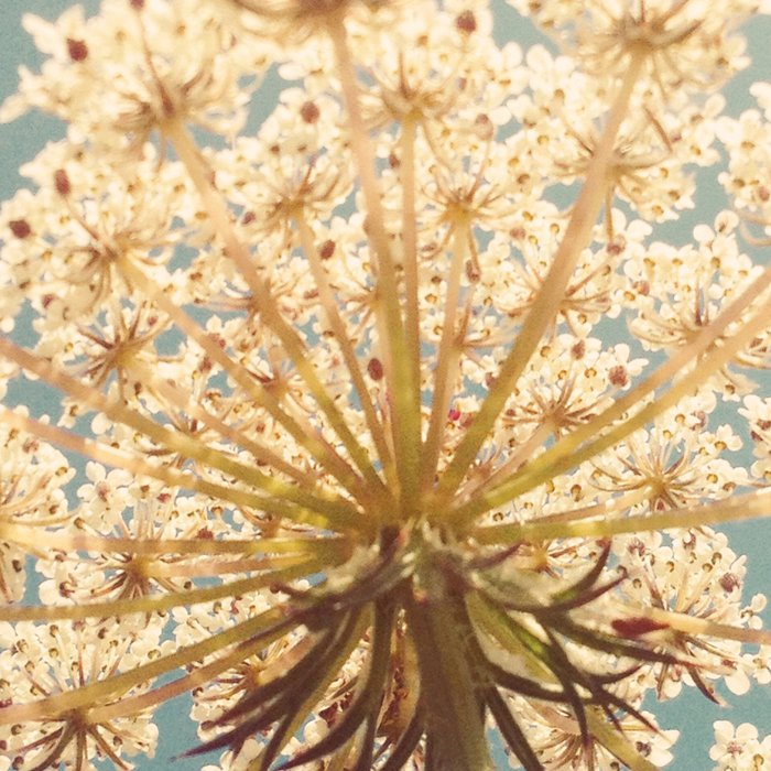 Queen Anne's Lace Coffee Mug Gallery Image 2