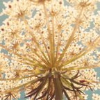 Queen Anne's Lace Coffee Mug Gallery Image 2
