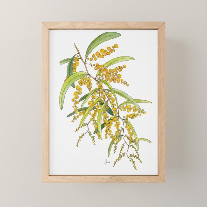 Australian Wattle Flower, Illustration Mini Art Print Gallery Image 1