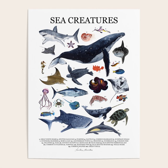 SEA CREATURES poster with names Poster Gallery Image 4