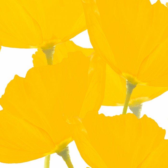 Yellow Mellow Poppies On A White Background #decor #society6 #buyart Coffee Mug Gallery Image 2