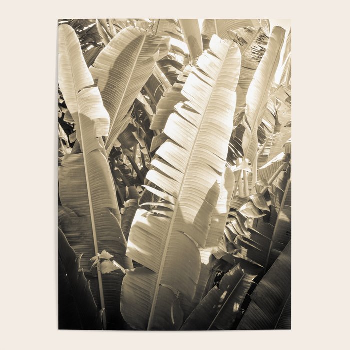 Banana Leaf Poster Gallery Image 1