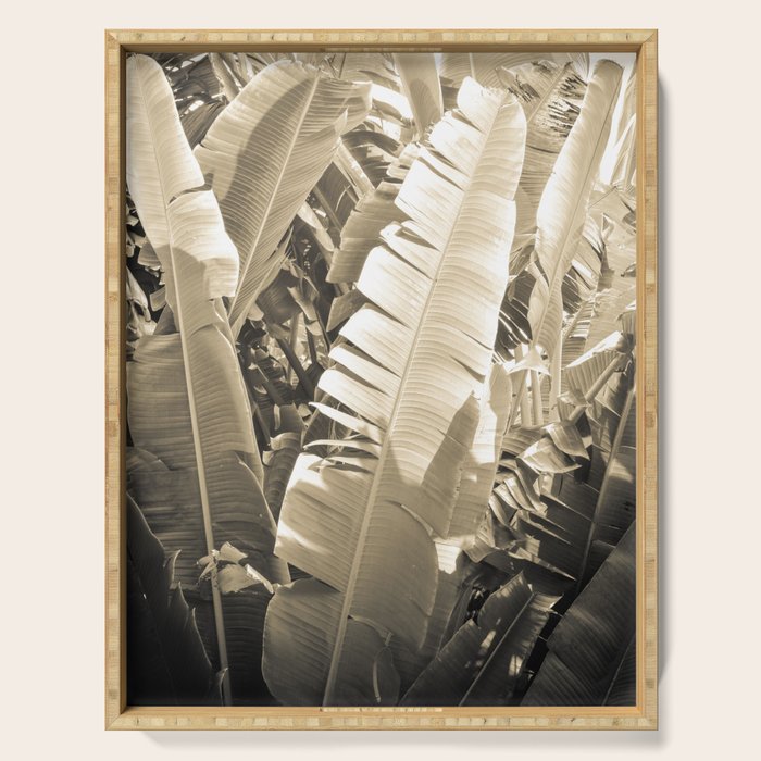 Banana Leaf Serving Tray Gallery Image 1