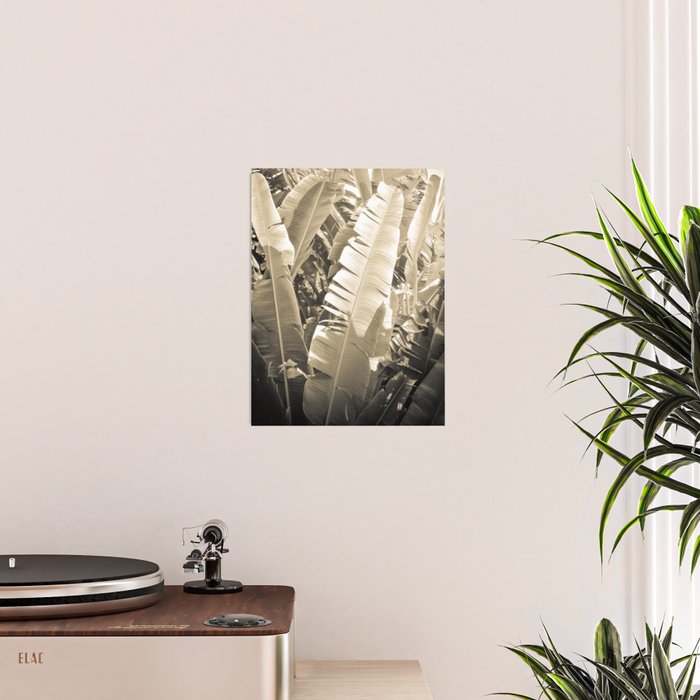 Banana Leaf Poster Gallery Image 2