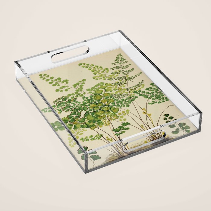 Maidenhair Ferns Acrylic Tray Gallery Image 1