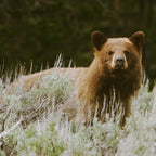 Bush Bear Coffee Mug Gallery Image 2