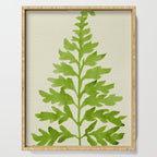 Lime Fern Serving Tray Gallery Image 1