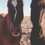 Horse Friends Coffee Mug Gallery Image 2