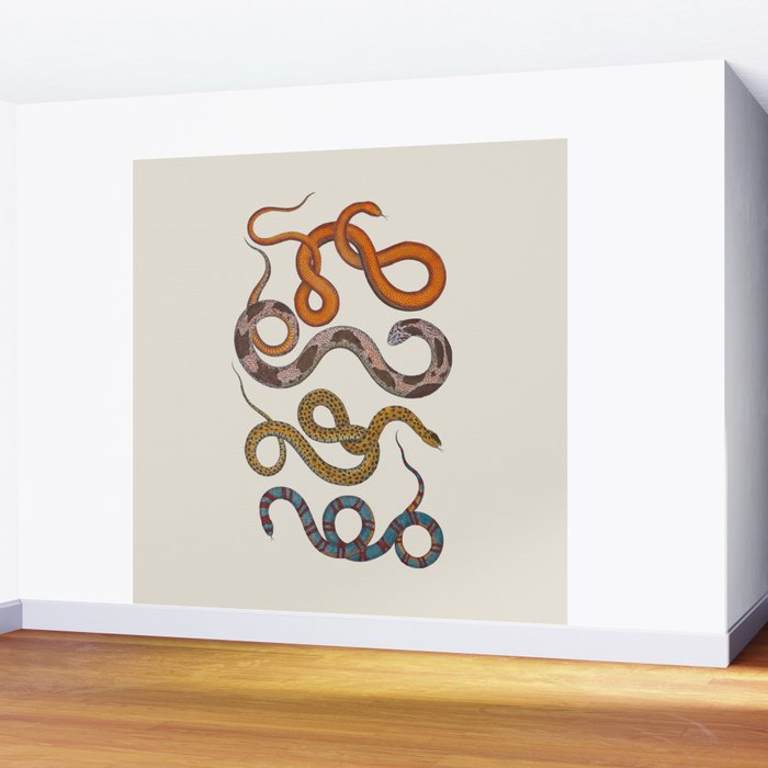 Albertus SEBA four snake scales  Wall Mural Gallery Image 2