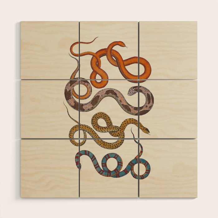 Albertus SEBA four snake scales  Wood Wall Art Gallery Image 1