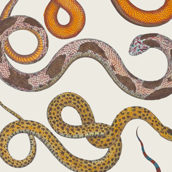 Albertus SEBA four snake scales  Coffee Mug Gallery Image 2