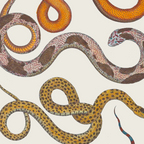 Albertus SEBA four snake scales  Coffee Mug Gallery Image 2