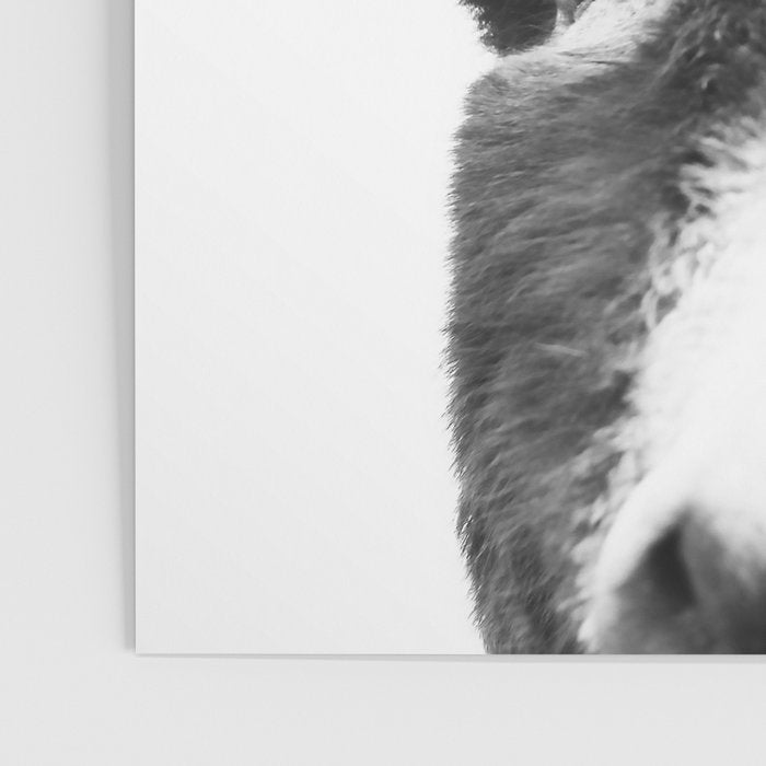 Hey Donkey BW Poster Gallery Image 3