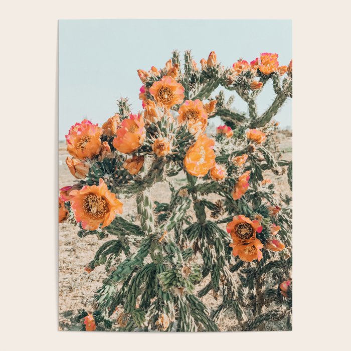 Cholla, Orange Flowering Cactus Poster