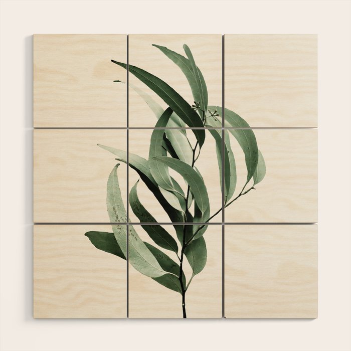Eucalyptus - Australian gum tree Wood Wall Art Gallery Image 1
