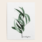 Eucalyptus - Australian gum tree Poster Gallery Image 4