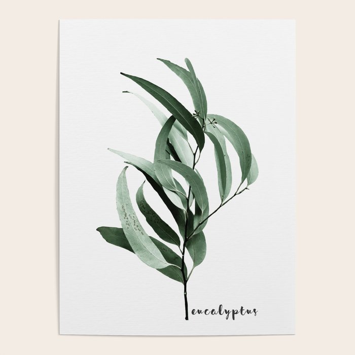 Eucalyptus - Australian gum tree Poster Gallery Image 1