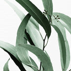 Eucalyptus - Australian gum tree Coffee Mug Gallery Image 2