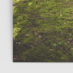 FOREST - Landscape and Nature Photography Poster Gallery Image 3