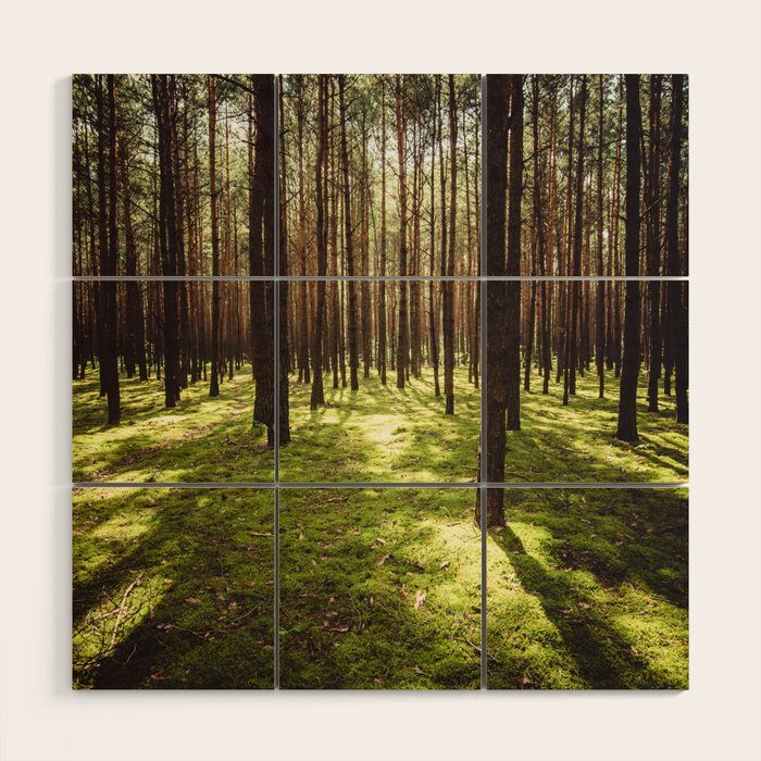 FOREST - Landscape and Nature Photography Wood Wall Art Gallery Image 1