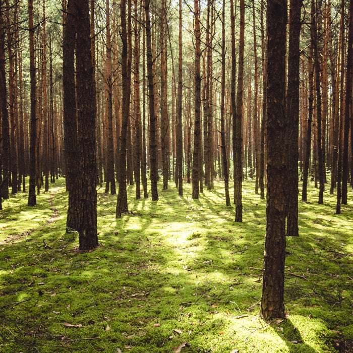 FOREST - Landscape and Nature Photography Coffee Mug Gallery Image 2