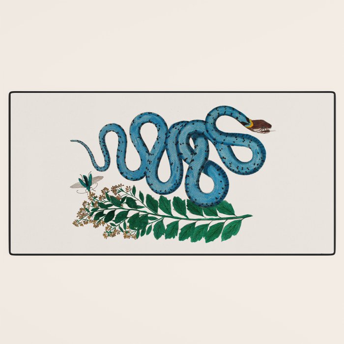 Albertus Seba Snakes Blue Snake  Desk Mat Gallery Image 3