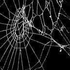 Spider Web Coffee Mug Gallery Image 2