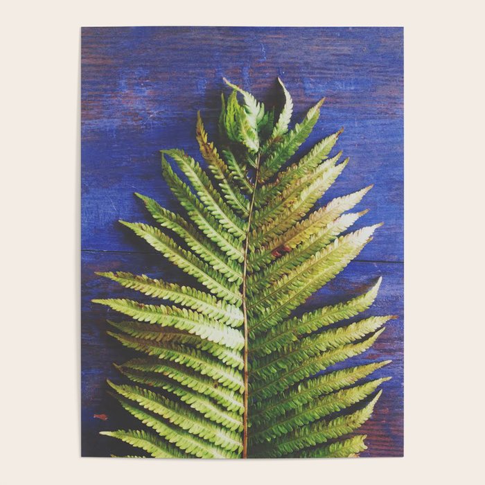 Fern Poster Gallery Image 1
