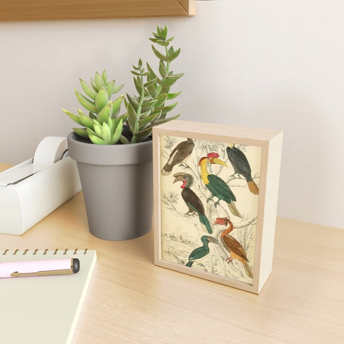 Hornbills from The Edinburgh Journal, 1835 (benefitting The Nature Conservancy) Mini Art Print Gallery Image 2