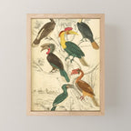 Hornbills from The Edinburgh Journal, 1835 (benefitting The Nature Conservancy) Mini Art Print Gallery Image 1