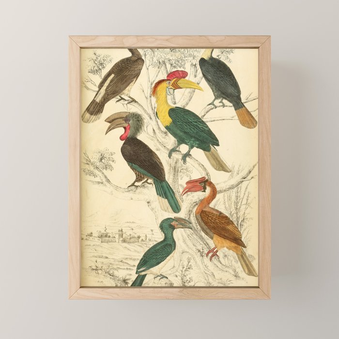 Hornbills from The Edinburgh Journal, 1835 (benefitting The Nature Conservancy) Mini Art Print Gallery Image 1
