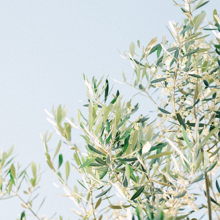 The olive tree | Italy fine art travel photography | Ostuni art Coffee Mug Gallery Image 2