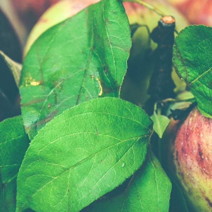 Autumn Apples Coffee Mug Gallery Image 2