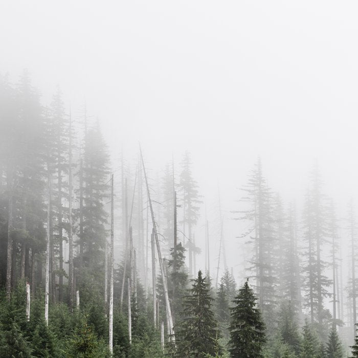 Pacific Northwest Forest - Misty Mountain Morning Coffee Mug Gallery Image 2