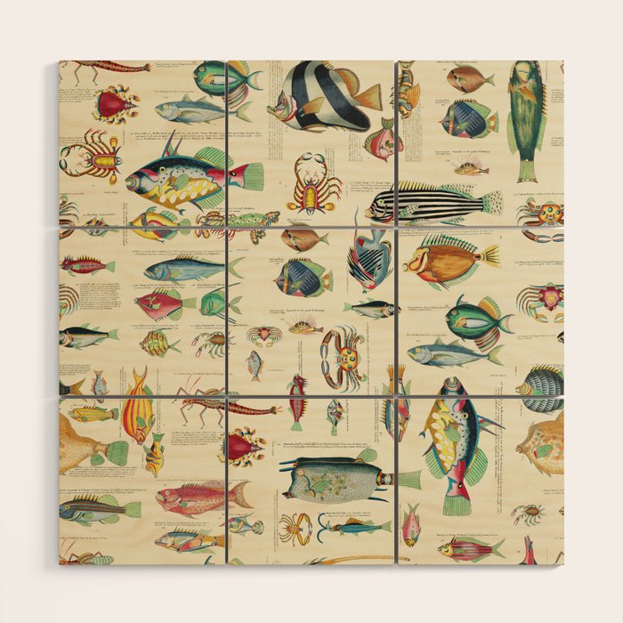 Multicolor  Vintage Fish And Sea Life Illustration Wood Wall Art Gallery Image 1