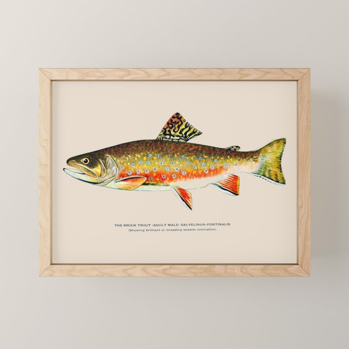 Brook Trout Mini Art Print Gallery Image 1