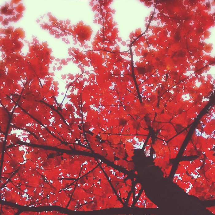 Autumn Red 2 Coffee Mug Gallery Image 2