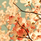 Pink Flowers on a Spring Day Coffee Mug Gallery Image 2