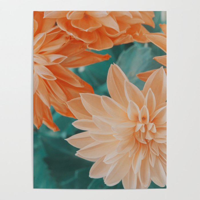 Dahlia Power Poster Gallery Image 4