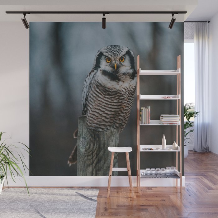 The Northern Howk Owl - Landscape and Nature Photography Wall Mural Gallery Image 1