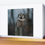 The Northern Howk Owl - Landscape and Nature Photography Wall Mural Gallery Image 2