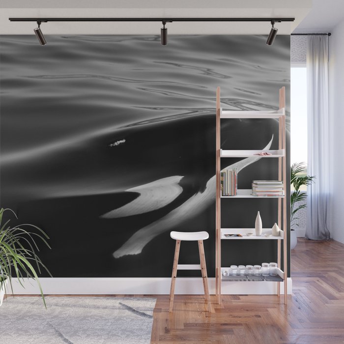Orca, kill whale whale watching black and white nature photograph - photography - photographs Wall Mural Gallery Image 1
