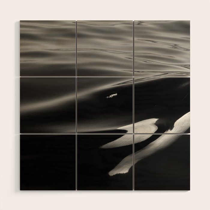 Orca, kill whale whale watching black and white nature photograph - photography - photographs Wood Wall Art Gallery Image 1