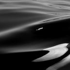 Orca, kill whale whale watching black and white nature photograph - photography - photographs Coffee Mug Gallery Image 2