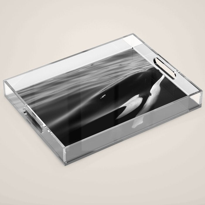 Orca, kill whale whale watching black and white nature photograph - photography - photographs Acrylic Tray Gallery Image 1