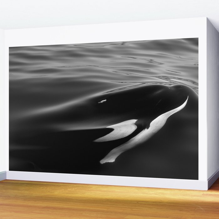 Orca, kill whale whale watching black and white nature photograph - photography - photographs Wall Mural Gallery Image 2