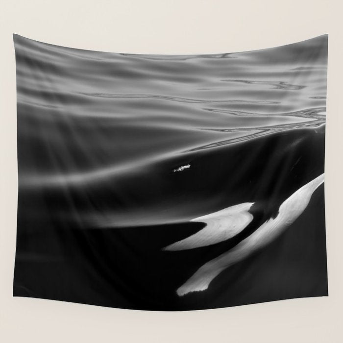 Orca, kill whale whale watching black and white nature photograph - photography - photographs Wall Tapestry Gallery Image 1