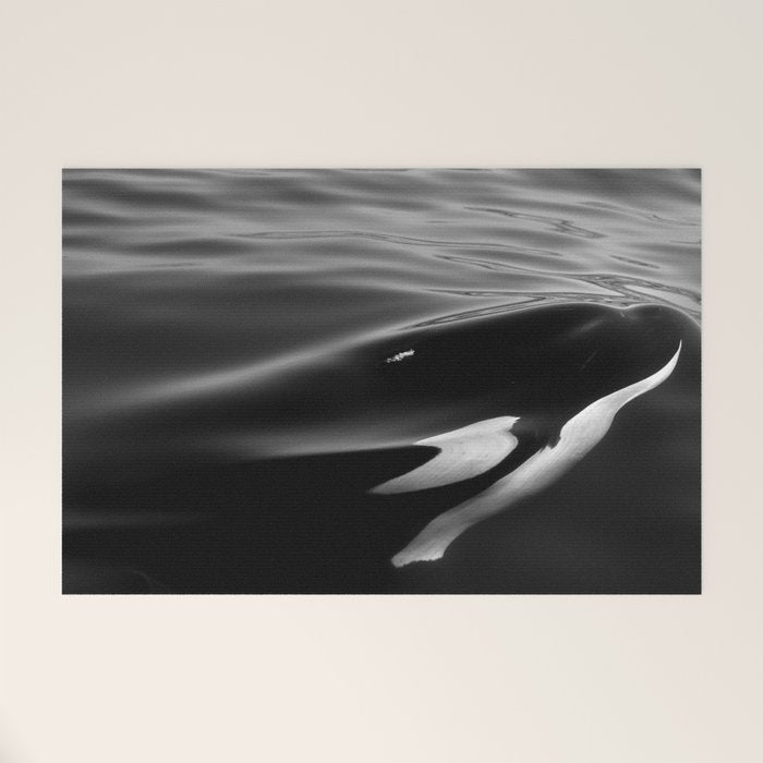 Orca, kill whale whale watching black and white nature photograph - photography - photographs Welcome Mat Gallery Image 1