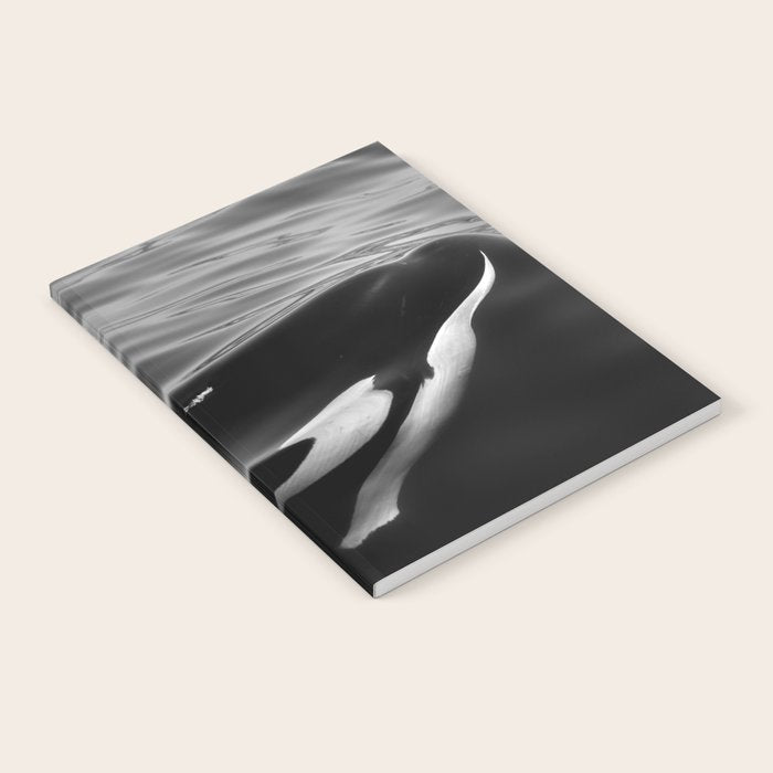 Orca, kill whale whale watching black and white nature photograph - photography - photographs Notebook Gallery Image 2