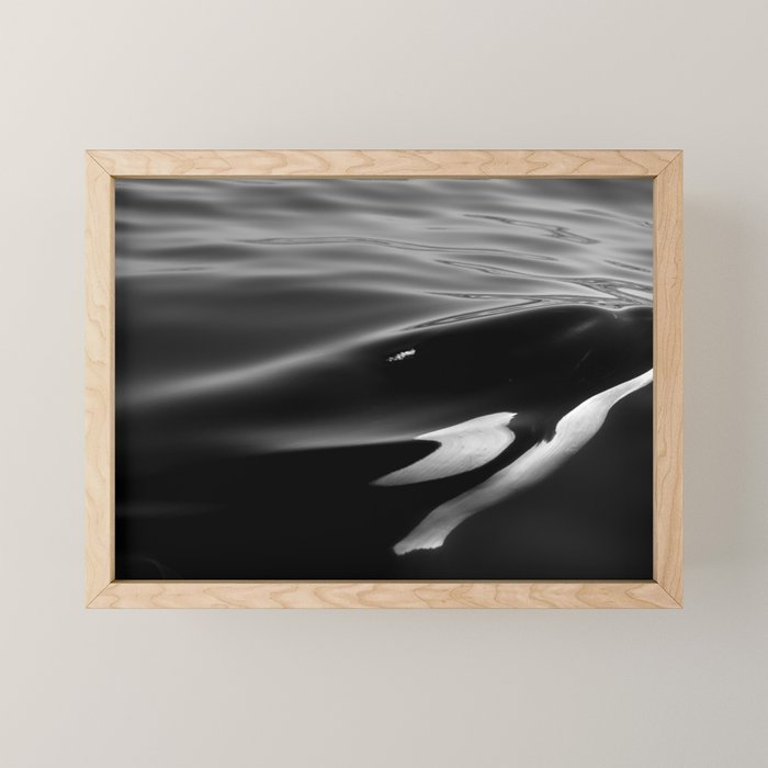 Orca, kill whale whale watching black and white nature photograph - photography - photographs Mini Art Print Gallery Image 1